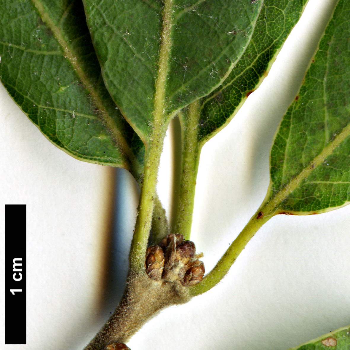 High resolution image: Family: Fagaceae - Genus: Quercus - Taxon: infectoria - SpeciesSub: subsp. veneris